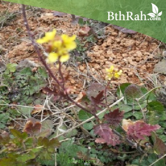 بذور عشبة الحرشاء - Brassica tournefortii Gouan بذور عشبة الحرشاء - Brassica tournefortii Gouan