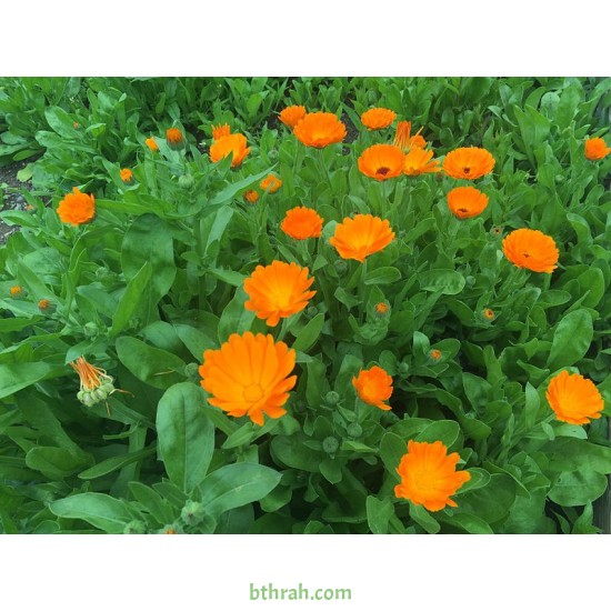 بذور أذريون-اقحوان - calendula officinalis