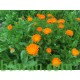 بذور أذريون-اقحوان - calendula officinalis