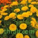 بذور أذريون-اقحوان - calendula officinalis بذور أذريون-اقحوان - calendula officinalis