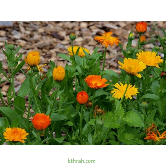 بذور أذريون-اقحوان - calendula officinalis بذور أذريون-اقحوان - calendula officinalis