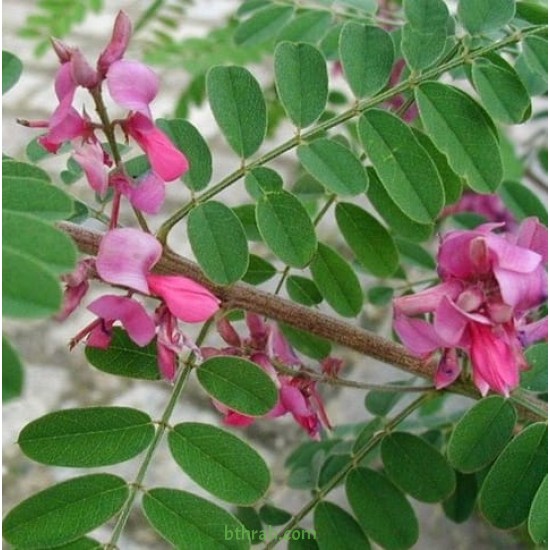 النيلة الزرقاء - Indigofera النيلة الزرقاء - Indigofera