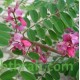 النيلة الزرقاء - Indigofera النيلة الزرقاء - Indigofera