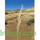 النيلة الزرقاء - Indigofera النيلة الزرقاء - Indigofera