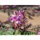 النيلة الزرقاء - Indigofera النيلة الزرقاء - Indigofera