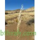 النيلة الزرقاء - Indigofera النيلة الزرقاء - Indigofera