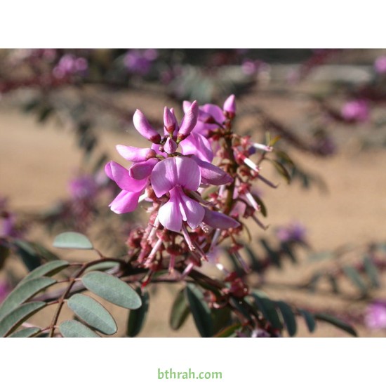 النيلة الزرقاء - Indigofera النيلة الزرقاء - Indigofera