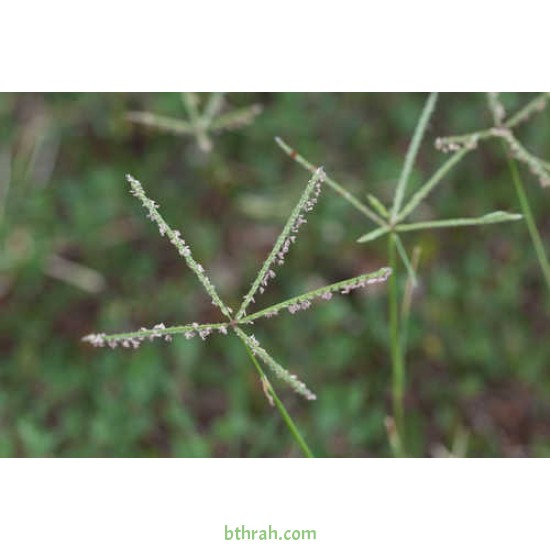 النيلة الزرقاء - Indigofera النيلة الزرقاء - Indigofera