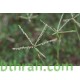 النيلة الزرقاء - Indigofera النيلة الزرقاء - Indigofera