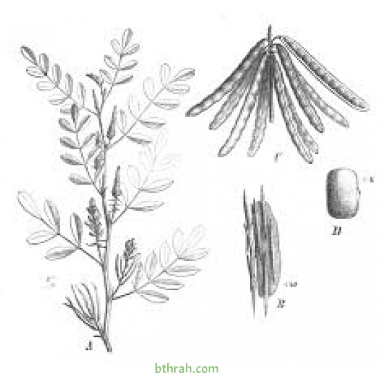 النيلة الزرقاء - Indigofera النيلة الزرقاء - Indigofera