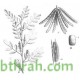 النيلة الزرقاء - Indigofera النيلة الزرقاء - Indigofera
