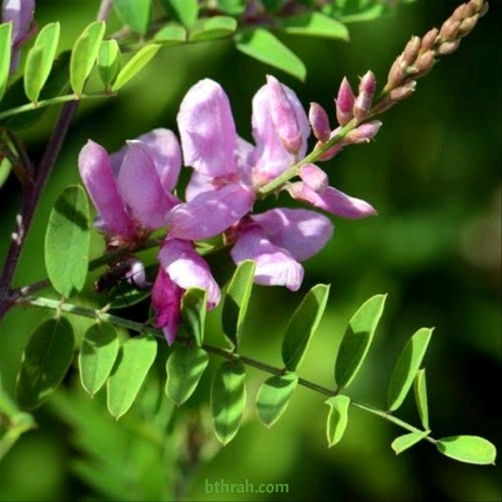 النيلة الزرقاء - Indigofera النيلة الزرقاء - Indigofera