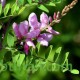 النيلة الزرقاء - Indigofera النيلة الزرقاء - Indigofera