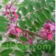 النيلة الزرقاء - Indigofera النيلة الزرقاء - Indigofera