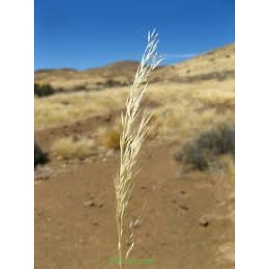 النيلة الزرقاء - Indigofera النيلة الزرقاء - Indigofera