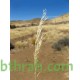 النيلة الزرقاء - Indigofera النيلة الزرقاء - Indigofera
