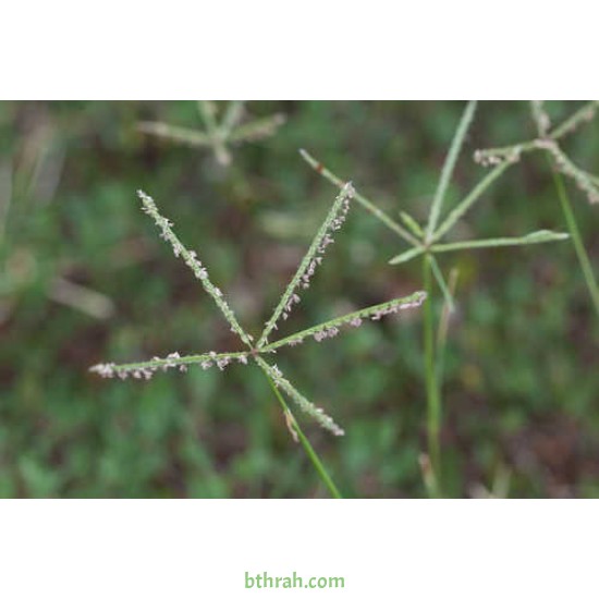النيلة الزرقاء - Indigofera النيلة الزرقاء - Indigofera