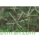 النيلة الزرقاء - Indigofera النيلة الزرقاء - Indigofera