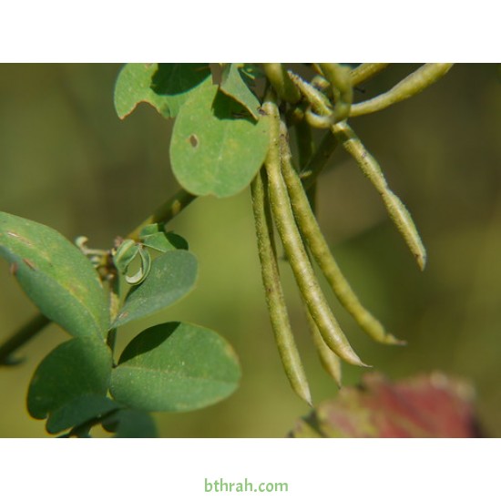 النيلة الزرقاء - Indigofera النيلة الزرقاء - Indigofera