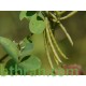 النيلة الزرقاء - Indigofera النيلة الزرقاء - Indigofera