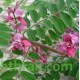 النيلة الزرقاء - Indigofera النيلة الزرقاء - Indigofera