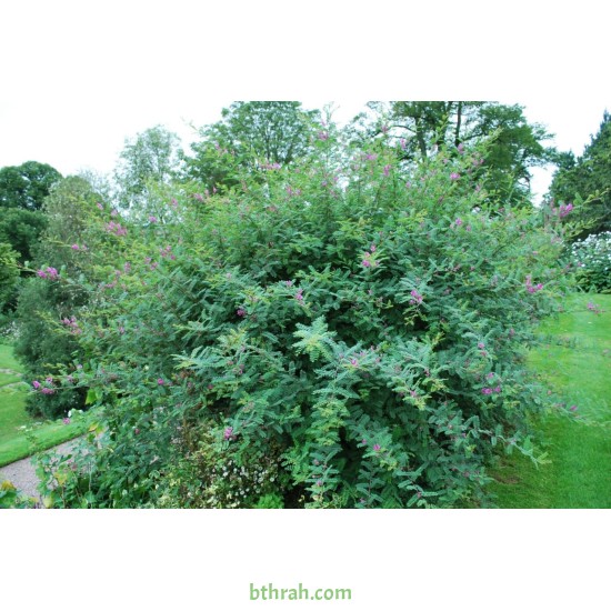 النيلة الزرقاء - Indigofera النيلة الزرقاء - Indigofera
