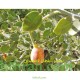 بذور عشبة الشفلّح - Capparis spinosa