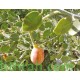 بذور عشبة الشفلّح - Capparis spinosa بذور عشبة الشفلّح - Capparis spinosa