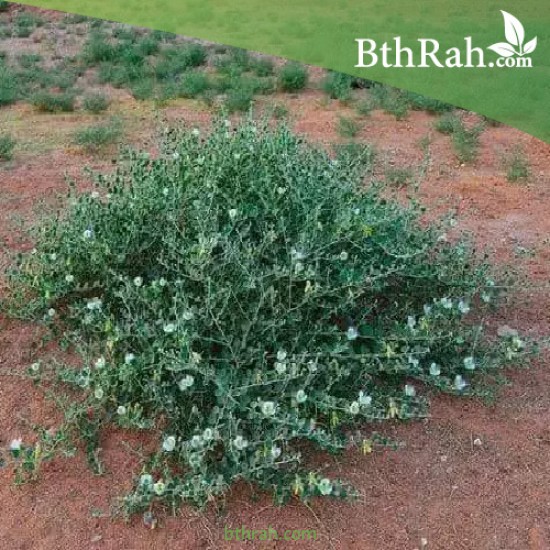بذور عشبة الشفلّح - Capparis spinosa بذور عشبة الشفلّح - Capparis spinosa