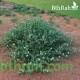 بذور عشبة الشفلّح - Capparis spinosa بذور عشبة الشفلّح - Capparis spinosa