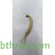بذور البختري Roemeria hybrida بذور البختري Roemeria hybrida