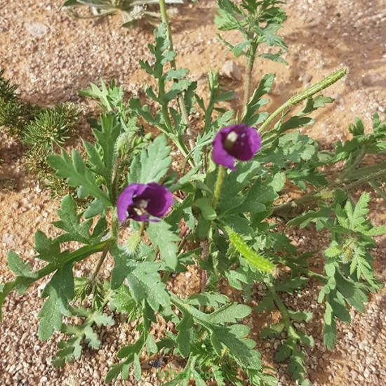 بذور البختري Roemeria hybrida بذور البختري Roemeria hybrida