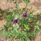بذور البختري Roemeria hybrida بذور البختري Roemeria hybrida