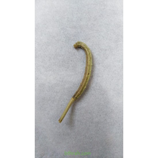 بذور البختري Roemeria hybrida بذور البختري Roemeria hybrida