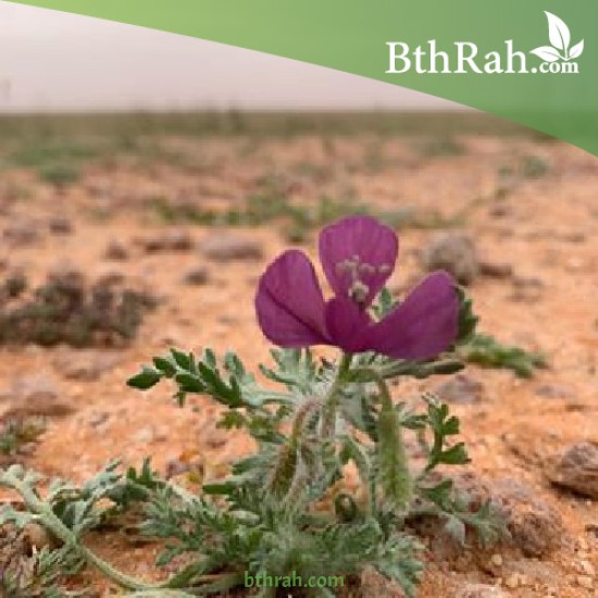 بذور البختري Roemeria hybrida