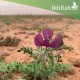 بذور البختري Roemeria hybrida بذور البختري Roemeria hybrida