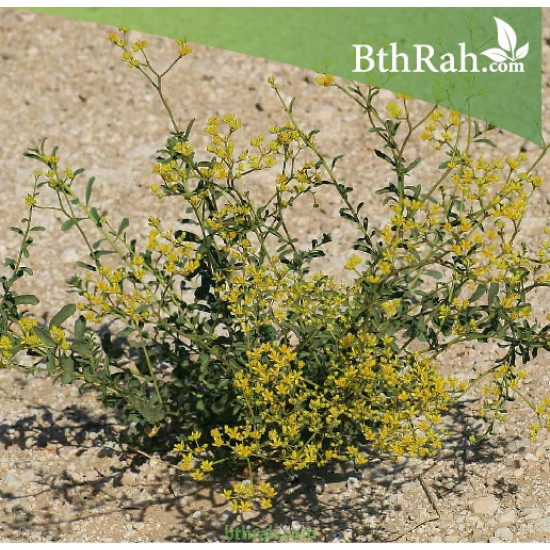 بذور الحزا (Haplophyllum tuberculatum )