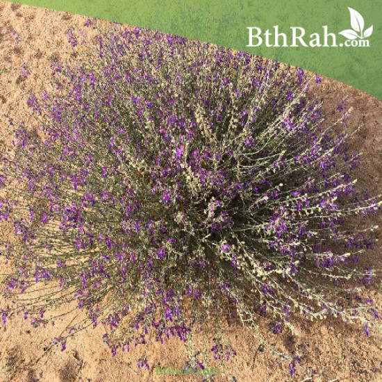 بذور العهينة العيهلان Teucrium oliverianum