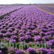 بصيلات الزعفران - Crocus sativus بصيلات الزعفران - Crocus sativus