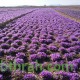 بصيلات الزعفران - Crocus sativus بصيلات الزعفران - Crocus sativus