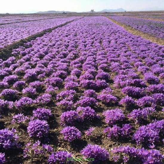 بصيلات الزعفران - Crocus sativus