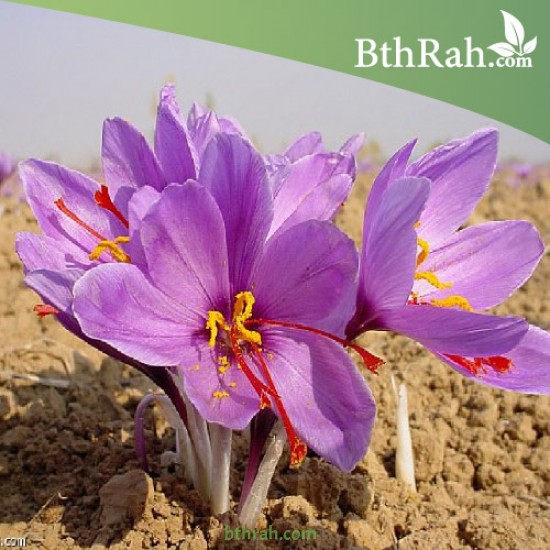 بصيلات الزعفران - Crocus sativus