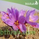 بصيلات الزعفران - Crocus sativus