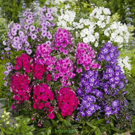 بذور زهرة القبس ( Phlox ) بذور زهرة القبس ( Phlox )