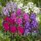 بذور زهرة القبس ( Phlox ) بذور زهرة القبس ( Phlox )
