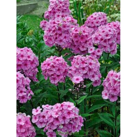 بذور زهرة القبس ( Phlox ) بذور زهرة القبس ( Phlox )