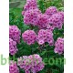 بذور زهرة القبس ( Phlox ) بذور زهرة القبس ( Phlox )