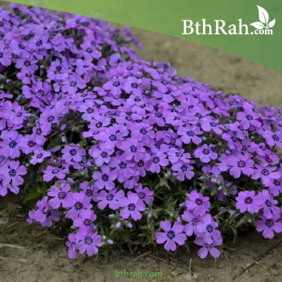 بذور زهرة القبس ( Phlox )