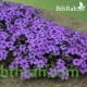 بذور زهرة القبس ( Phlox )