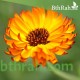 بذور زهور الكلانديولا ( Calendula officinalis ) بذور زهور الكلانديولا ( Calendula officinalis )